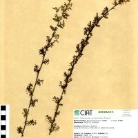 7259 herbarium