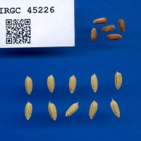IRGC 45226 Seed Photo