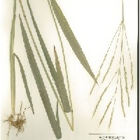 IRGC 100179 Herbarium