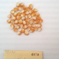 CIMMYTMA 4879 - Reference Inventory.jpg