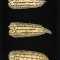 CIMMYTMA 26818 GUAN 400 BA22U-2903-71 E1.jpg