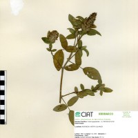 19887 herbarium