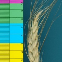 CWI71601_52647_158.jpg