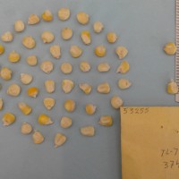 CIMMYTMA 5325 - Reference Inventory.jpg