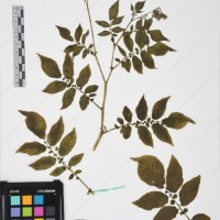 CIP 760019_OCH S59_02.jpg