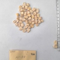 CIMMYTMA 150 - Reference Inventory.jpg