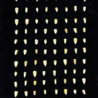 CIMMYTMA 27024 PUEB 937 BA23U-2903-61 K.jpg