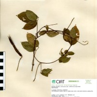 15872 herbarium