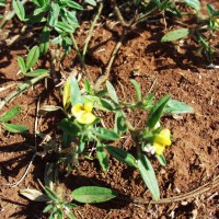 Stylosanthes viscosa 11221.JPG