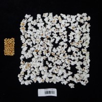 Popped and not popped comparison labeled.JPG