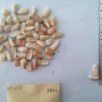 CIMMYTMA 1551 - Reference Inventory.jpg