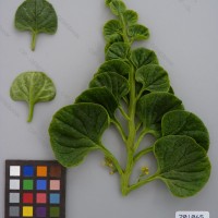 CIP 201065 Herbarium