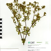 11558 herbarium