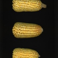 CIMMYTMA 4955 BRAZ 2101 AF22A-0903-99 E_compress.jpg