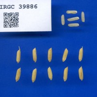 IRGC 39886 Seed Photo
