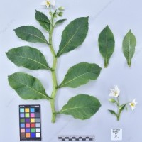 CIP 765999_RPSP 322_gzm_H_2024.jpg