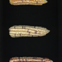 CIMMYTMA 5333 MICH 99 AF23A-0903-223 E.jpg