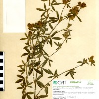 10000 herbarium