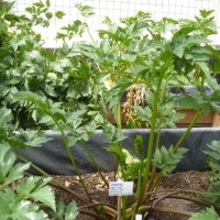 CIP 204010 (plant).JPG