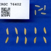 IRGC 76402 Seed Photo