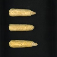 CIMMYTMA 26607 ARZM 05 020 AF19A-0903-168 E1.jpg