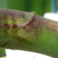 6.4.4 - Peduncle colour