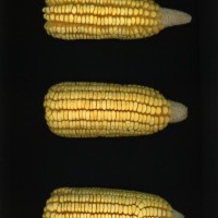 CIMMYTMA 7483 BRAZ 1173 AF22A-0903-120 E_compress.jpg