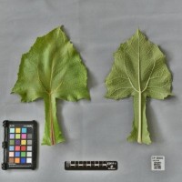 CIP 205020 (leaf).jpg