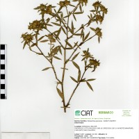11272 herbarium