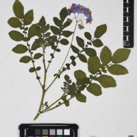 CIP 761157_OCH 10977_03.jpg