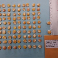 CIMMYTMA 15689 - Reference Inventory.jpg