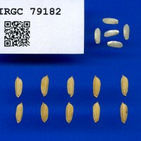 IRGC 79182 Seed Photo