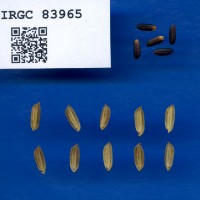 IRGC 83965 Seed Photo