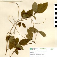 15983 herbarium