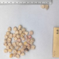 CIMMYTMA 213 - Reference Inventory.jpg