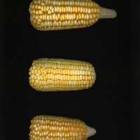 CIMMYTMA 4955 BRAZ 2101 AF22A-0903-99 E1_compress.jpg