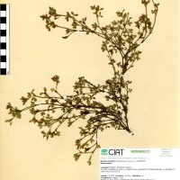 2918 herbarium