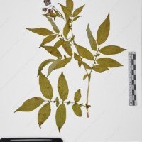 CIP 765722_RPSP 034_09.jpg