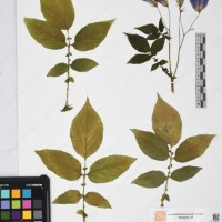 CIP 765722_RPSP 034_19.jpg