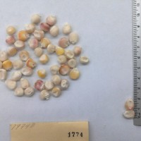 CIMMYTMA 1774 - Reference Inventory.jpg