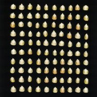 CIMMYTMA 17 MICH 155 PV22A-1903-114 K0360 _compress.jpg