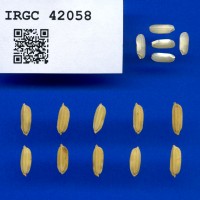 IRGC 42058 Seed Photo