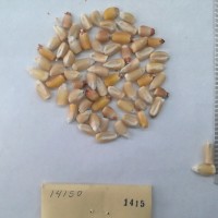 CIMMYTMA 1415 - Reference Inventory.jpg