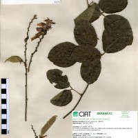 17891 herbarium