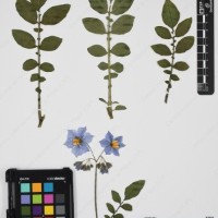 CIP 761021_OCH 13861_04.jpg