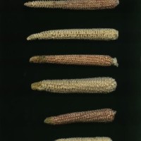 CIMMYTMA 7751 PUEB 538 TC24U-2903-123 C.jpg