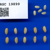 IRGC 19899 Seed Photo