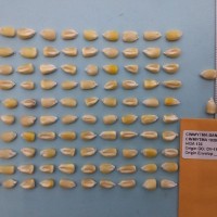 CIMMYTMA 16586 - Reference Inventory.jpg