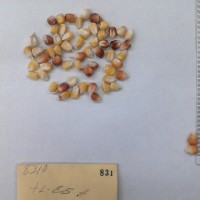 CIMMYTMA 831 - Reference Inventory.jpg