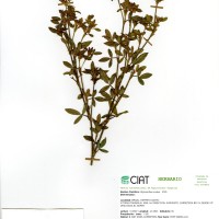 10068 herbarium